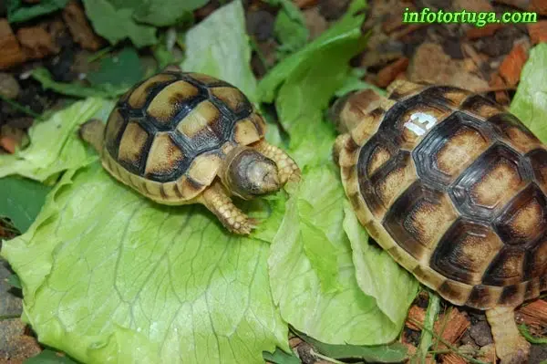 Cría de Testudo marginata Cría de Testudo marginata