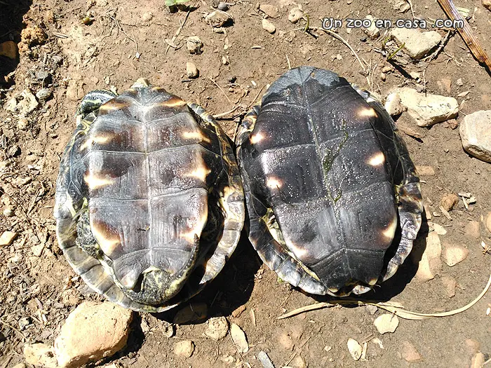 Mauremys rivulata - Western Caspian Turtle Mauremys rivulata - Western Caspian Turtle