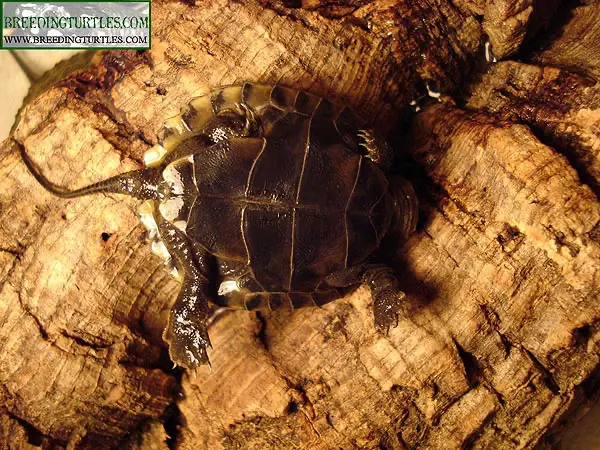 Plastrón de una cría de Mauremys japonica Plastrón de una cría de Mauremys japonica