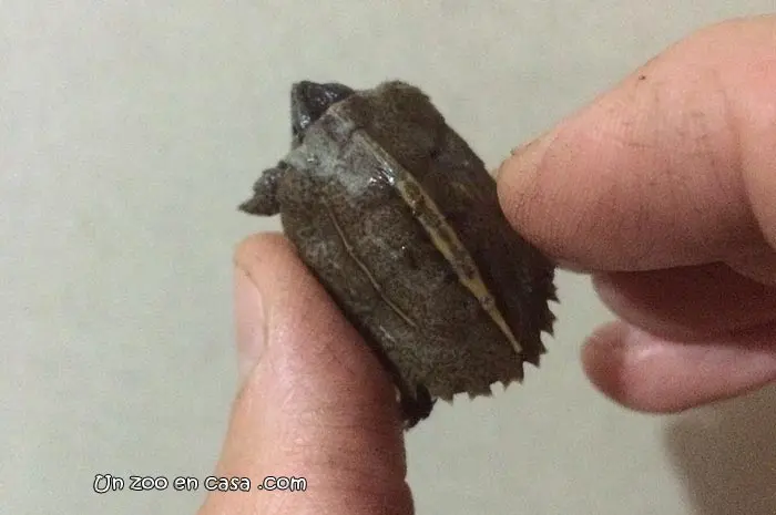 Neonato de Geoemyda spengleri Neonato de Geoemyda spengleri