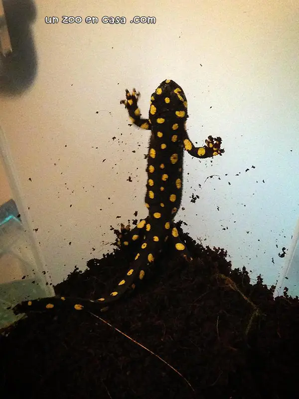 Neurergus crocatus Neurergus crocatus