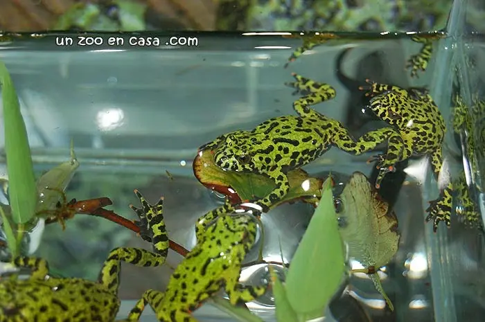 Sapillo vientre de fuego (Bombina orientalis) Sapillo vientre de fuego (Bombina orientalis)