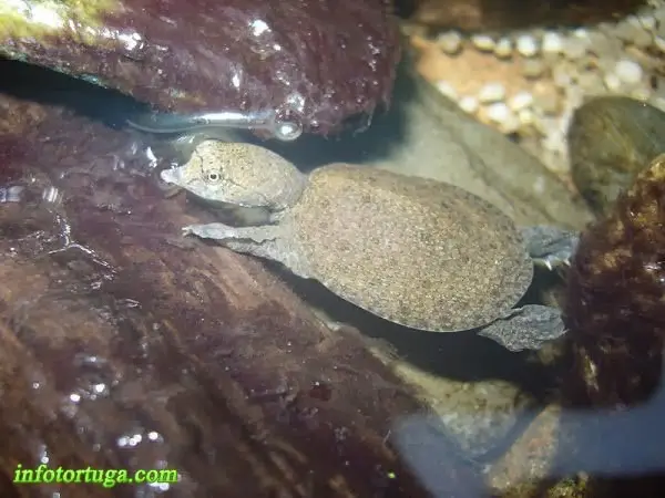 Pelodiscus sinensis - Tortuga china de caparazón blando Pelodiscus sinensis - Tortuga china de caparazón blando