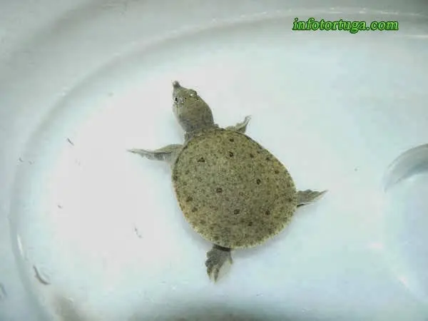 Pelodiscus sinensis Pelodiscus sinensis