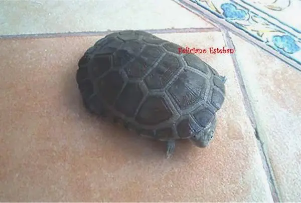 Pelomedusa subrufa, caparazón Pelomedusa subrufa, caparazón