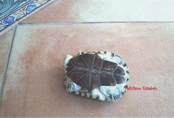 Pelomedusa subrufa, plastrón Pelomedusa subrufa, plastrón