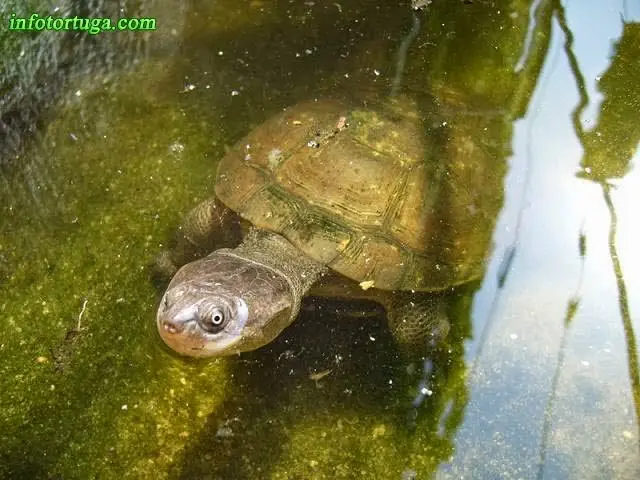 Pelomedusa subrufa - Galápago crestado africano Pelomedusa subrufa - Galápago crestado africano