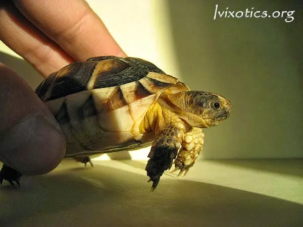 Testudo marginata weissingeri Testudo marginata weissingeri