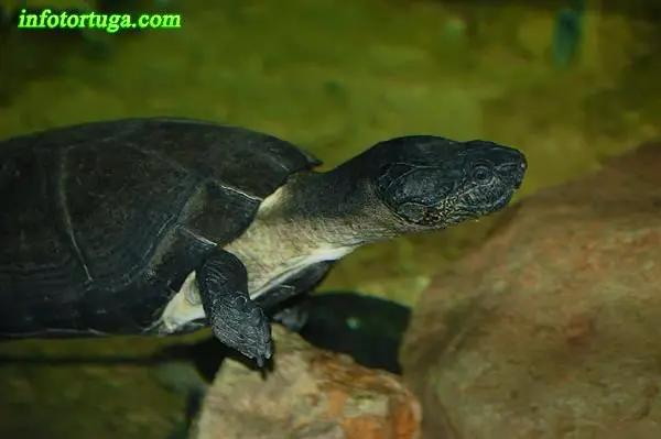 Pelusios niger - Tortuga negra de África occidental Pelusios niger - Tortuga negra de África occidental