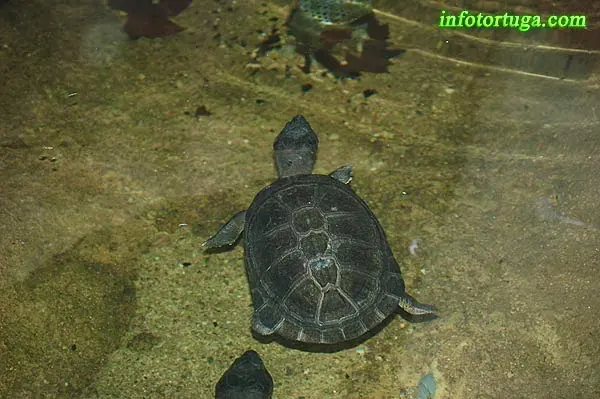 West African black turtle - Pelusios niger West African black turtle - Pelusios niger