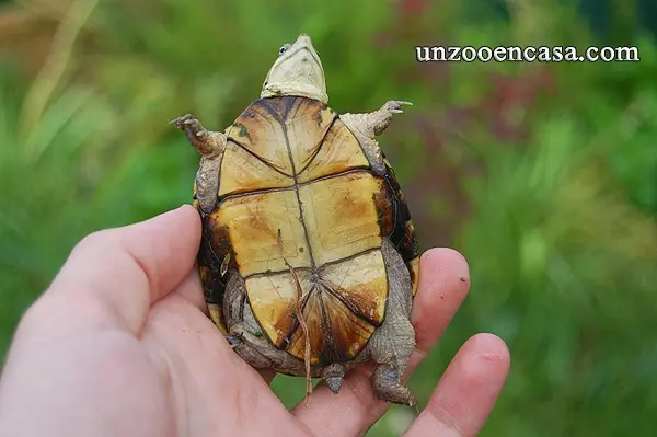 Kinosternon flavescens Kinosternon flavescens