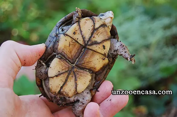 Plastrón de Kinosternon subrubrum subrubrum Plastrón de Kinosternon subrubrum subrubrum