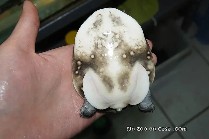 Lissemys punctata - Tortuga india de caparazón blando Lissemys punctata - Tortuga india de caparazón blando