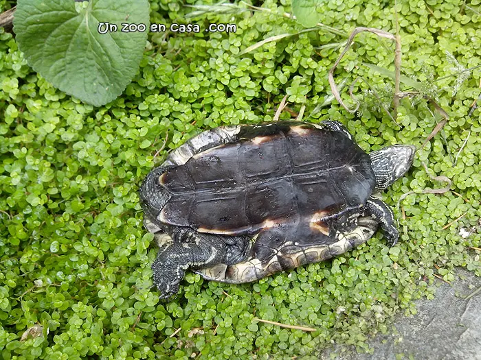 Mauremys rivulata, la tortuga de los Balcanes Mauremys rivulata, la tortuga de los Balcanes