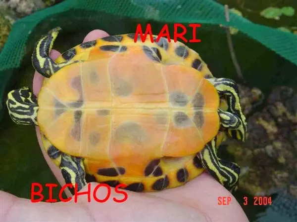 Pseudemys nelsoni, plastrón Pseudemys nelsoni, plastrón