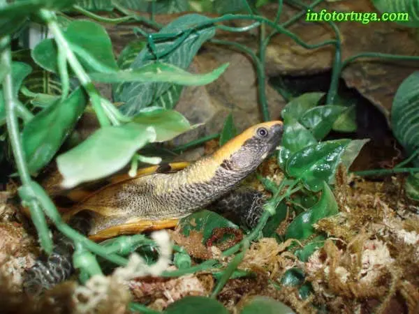 Platemys platycephala en el terrario Platemys platycephala en el terrario