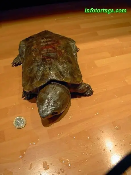 Platysternon megacephalum - Tortuga cabezona Platysternon megacephalum - Tortuga cabezona