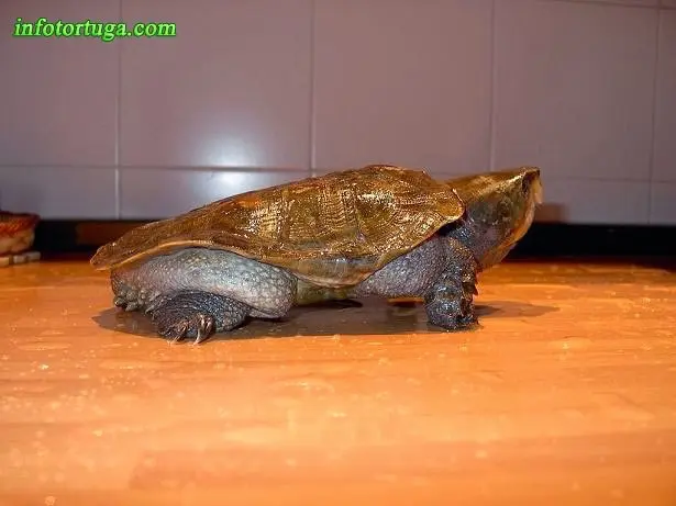Platysternon megacephalum - Tortuga cabezona Platysternon megacephalum - Tortuga cabezona