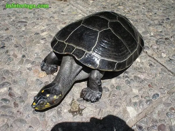 Podocnemis unifilis - Tortuga Terecay Podocnemis unifilis - Tortuga Terecay