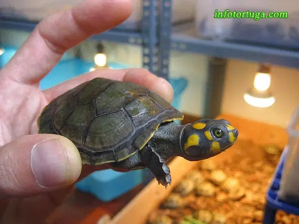 Podocnemis unifilis - Tortuga Terecay Podocnemis unifilis - Tortuga Terecay