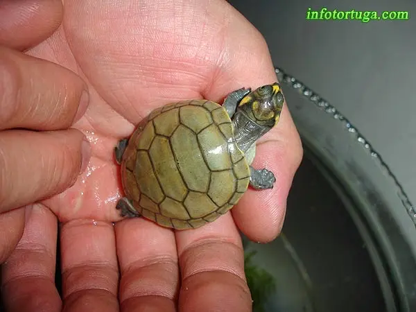 Podocnemis unifilis - Tortuga Terecay Podocnemis unifilis - Tortuga Terecay
