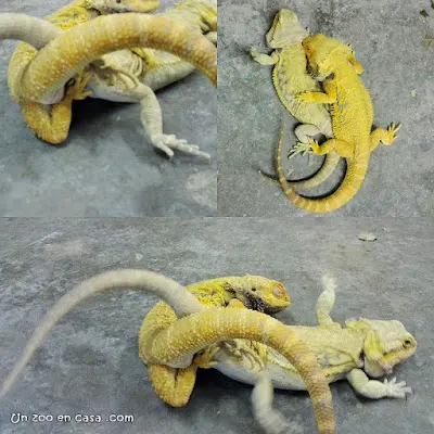 Pogona vitticeps durante la cópula 
