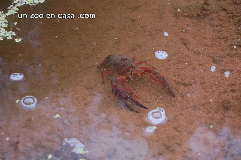 Cangrejo americano en el agua Cangrejo americano en el agua