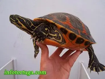 Pseudemys nelsoni - Tortuga de vientre rojo Pseudemys nelsoni - Tortuga de vientre rojo