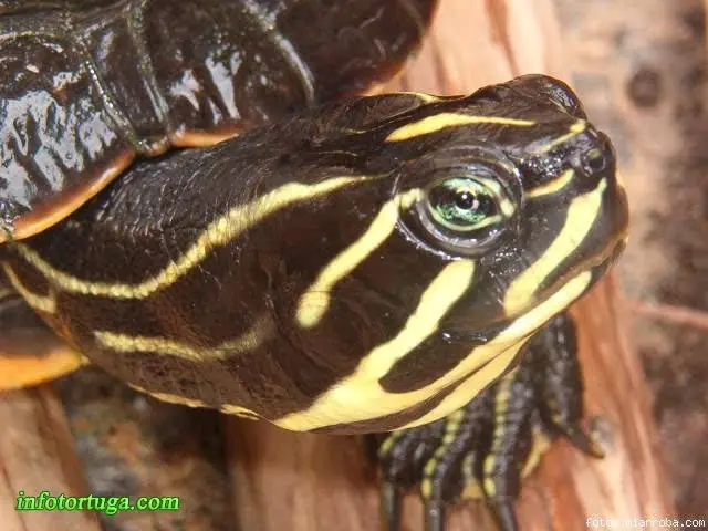 Pseudemys nelsoni - Tortuga de vientre rojo Pseudemys nelsoni - Tortuga de vientre rojo