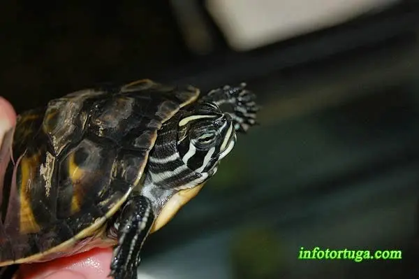 Pseudemys nelsoni - Tortuga de vientre rojo Pseudemys nelsoni - Tortuga de vientre rojo