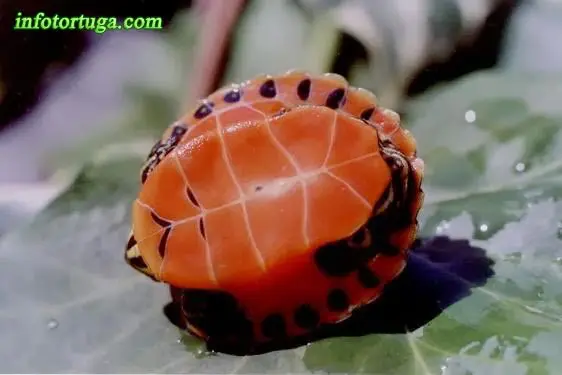 Pseudemys nelsoni, plastrón de una cría Pseudemys nelsoni, plastrón de una cría