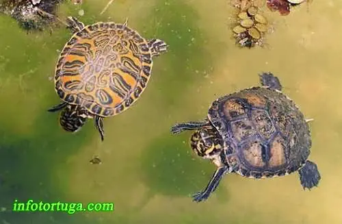 Pseudemys nelsoni junto una Trachemys scripta scripta Pseudemys nelsoni junto una Trachemys scripta scripta