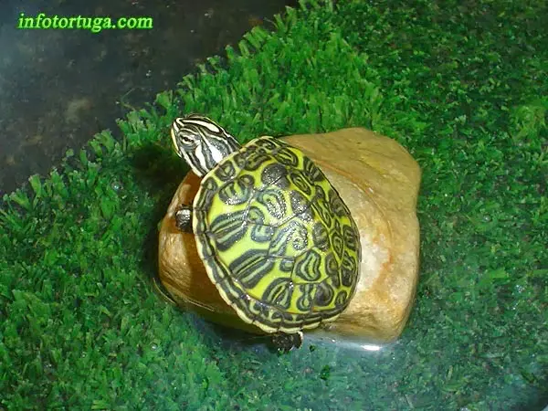 Tortuga de vientre rojo (Pseudemys nelsoni) Tortuga de vientre rojo (Pseudemys nelsoni)