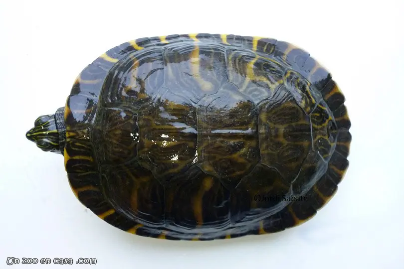 Pseudemys nelsoni Pseudemys nelsoni