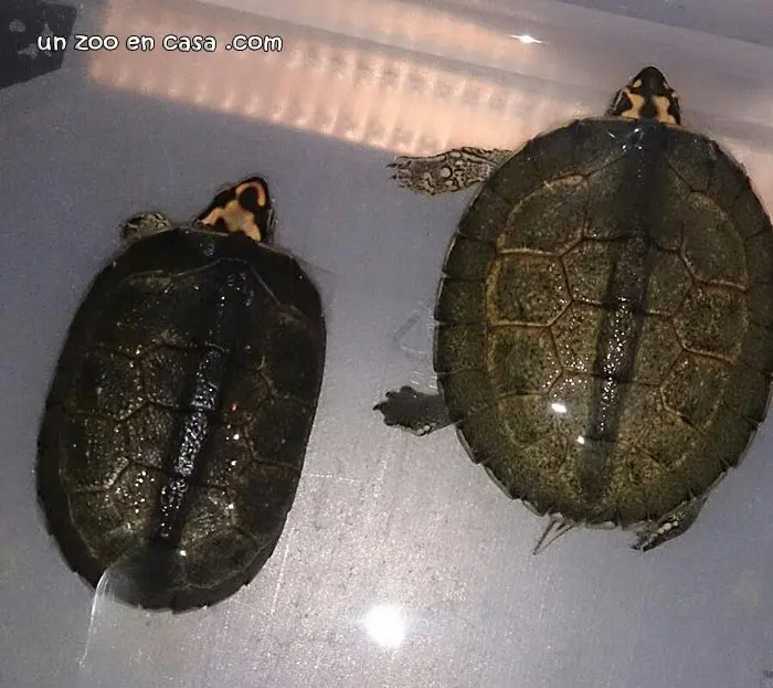 Rhinoclemmys punctularia, crías Crías de Rhinoclemmys punctularia