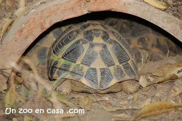 Refugio tortuga mediterránea Refugio tortuga mediterránea