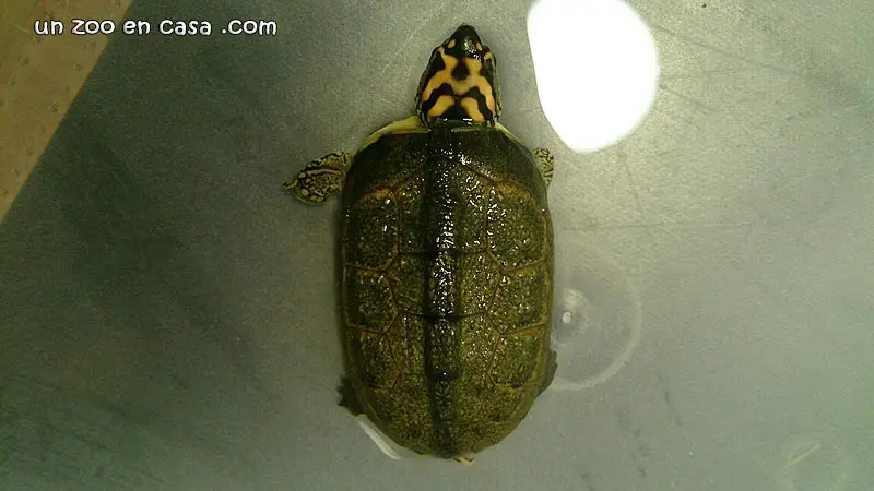 Rhinoclemmys punctularia, spot-legged wood turtle Rhinoclemmys punctularia CB