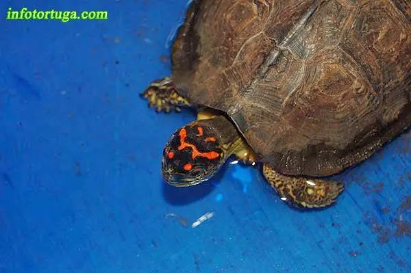 Rhinoclemmys punctularia en Expoterraria Rhinoclemmys punctularia en Expoterraria