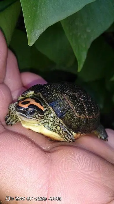 Rhinoclemmys punctularia Rhinoclemmys punctularia - Tortuga de patas puntuadas