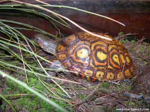 Rhinoclemmys pulcherrima manni Rhinoclemmys pulcherrima manni