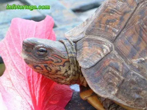 Rhinoclemmys pulcherrima manni Rhinoclemmys pulcherrima manni