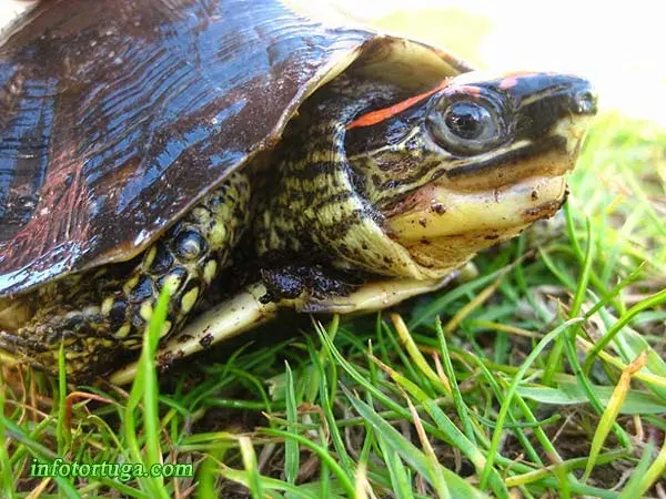 Rhinoclemmys punctularia Rhinoclemmys punctularia