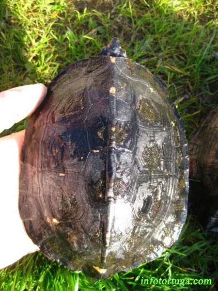 Rhinoclemmys punctularia, caparazón Caparazón de Rhinoclemmys punctularia