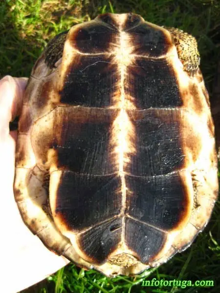 Rhinoclemmys punctularia, plastrón Plastrón de Rhinoclemmys punctularia