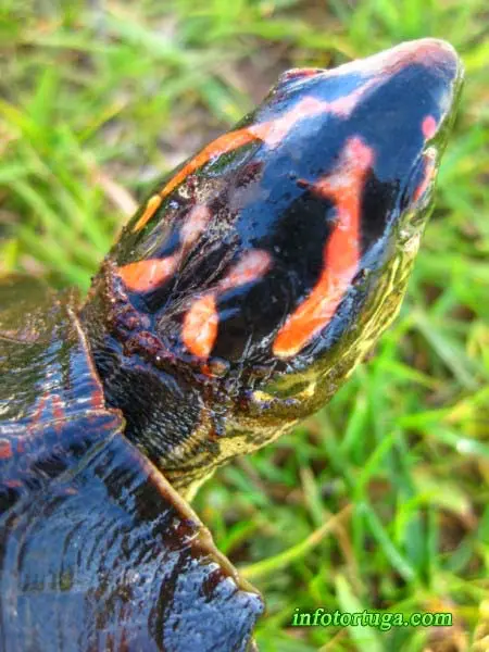 Rhinoclemmys punctularia, detalle de la cabeza Rhinoclemmys punctularia, detalle de la cabeza