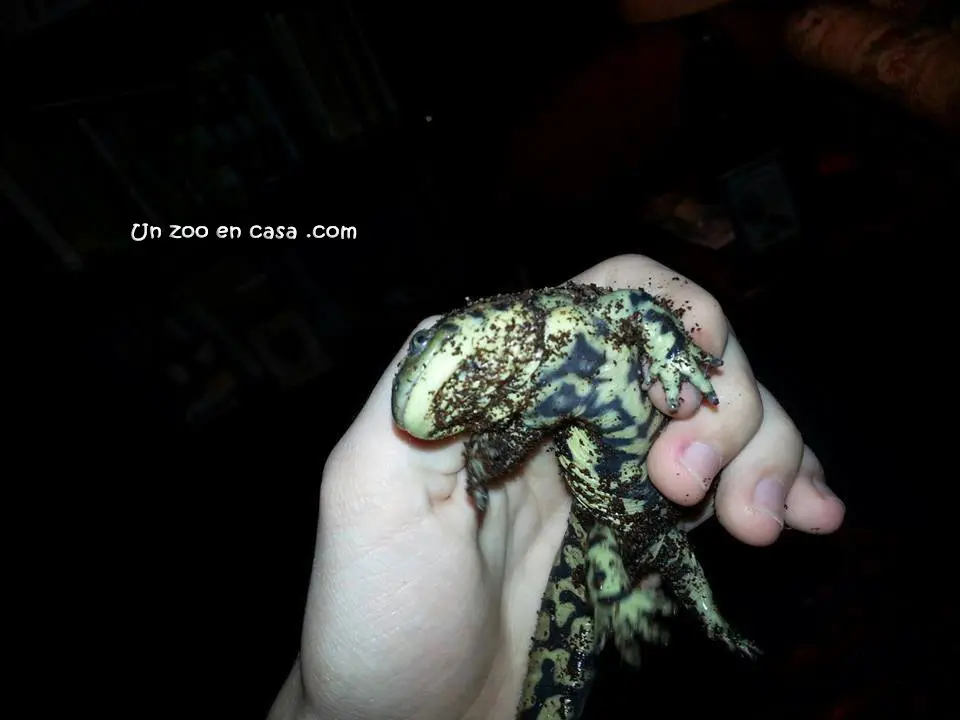 Ambystoma tigrinum, la salamandra tigre Ambystoma tigrinum, la salamandra tigre