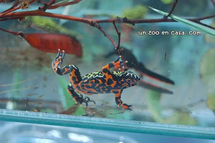 Bombina orientalis Bombina orientalis