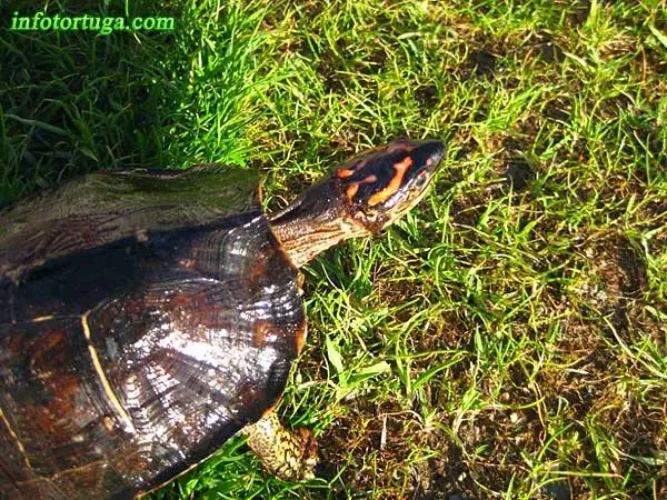 Rhinoclemmys punctularia Rhinoclemmys punctularia