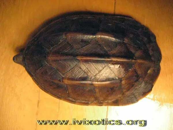 Tortuga almizclera mexicana gigante Tortuga almizclera mexicana gigante