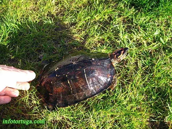 Rhinoclemmys punctularia Rhinoclemmys punctularia en cautividad